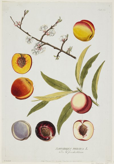 Amygdalus persica by Joseph Jacob Plenck